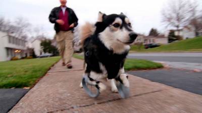 El perro 'Derby' corre gracias a prótesis impresas en 3D'